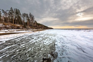 Ob Nehri 'nde buzul çağının başlangıcı. Kıyı kenarında çam ormanı olan kar ve buz hummokları. Berdsk, Novosibirsk bölgesi, Batı Sibirya, Kasım
