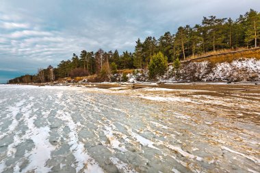 Ob Nehri 'nde buzul çağının başlangıcı. Kıyı kenarında çam ormanı olan kar ve buz hummokları. Berdsk, Novosibirsk bölgesi, Batı Sibirya, Kasım