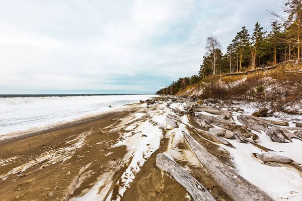 冬の初めに松林とオブ川の海岸 ロシア西シベリアのノヴォシビルスク州ベルズク — ストック写真