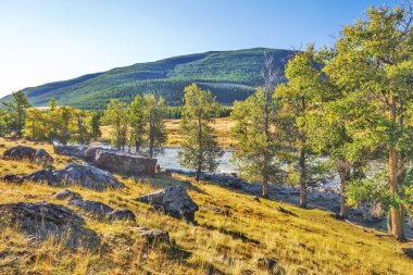 Altai Dağları 'nın Kurai bozkırındaki Chuya Nehri' nin etrafı tarla kuşları ve kavak kuşlarıyla çevrili. Batı Sibirya 'nın güneyinde, Altai Cumhuriyeti' nin Kosh-Agachsky ilçesi