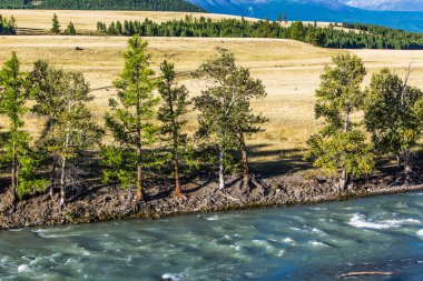Altai Dağları 'nın Kurai bozkırındaki Chuya Nehri' nin etrafı tarla kuşları ve kavak kuşlarıyla çevrili. Batı Sibirya 'nın güneyinde, Altai Cumhuriyeti' nin Kosh-Agachsky ilçesi