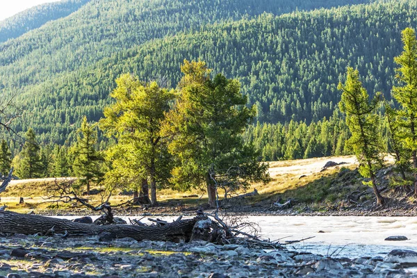 Río Chuya Estepa Kurai Las Montañas Altai Rodeado Alerces Álamos — Foto de Stock