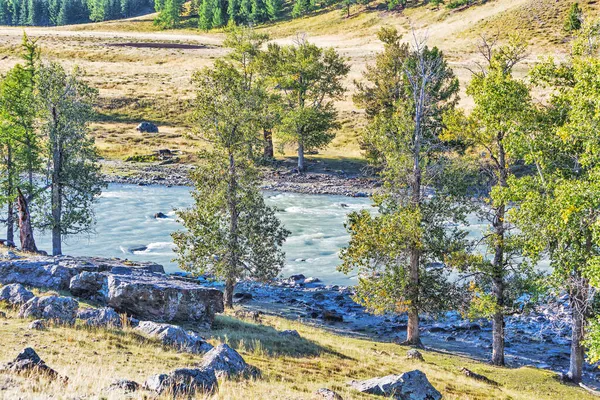 Río Chuya Estepa Kurai Las Montañas Altai Rodeado Alerces Álamos — Foto de Stock