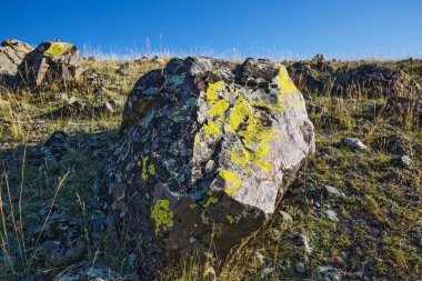 Altai Dağları 'ndaki Kuzey Chui Tepesi eteğindeki Kurai bozkırında. Batı Sibirya 'nın güneyinde, Altai Cumhuriyeti' nin Kosh-Agachsky ilçesi