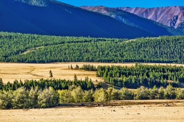Altai Dağları 'ndaki Kuzey Chui Tepesi eteğindeki Kurai bozkırında. Batı Sibirya 'nın güneyinde, Altai Cumhuriyeti' nin Kosh-Agachsky ilçesi
