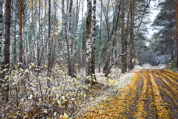 Skogsväg Med Fallna Gula Blad Och Den Första Snön Hösten — Stockfoto
