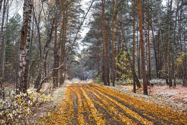 Eine Forststraße Mit Gelbem Laub Und Dem Ersten Schnee Herbst — Stockfoto