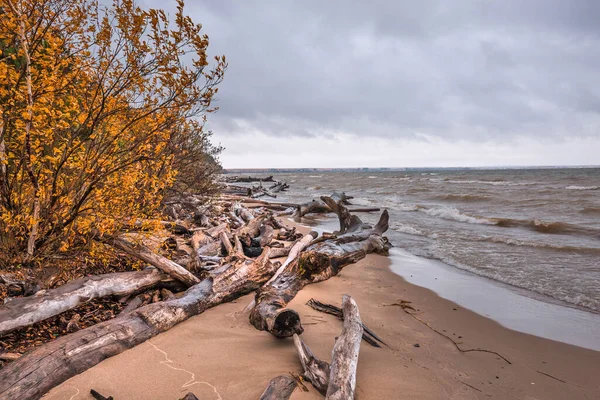 Costa Del Serbatoio Novosibirsk Autunno Berdsk Regione Novosibirsk Siberia Occidentale — Foto Stock