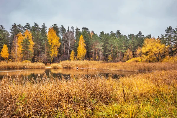 Novosibirsk Reservoarens Kust Hösten Berdsk Novosibirskregionen Västra Sibirien Ryssland — Stockfoto