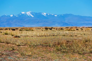 Kosh-Agach köyü civarındaki Chui bozkırında ve Altai dağlarında bir koyun sürüsü. Sibirya, Altai Cumhuriyeti 'nin Kosh-Agachsky ilçesi
