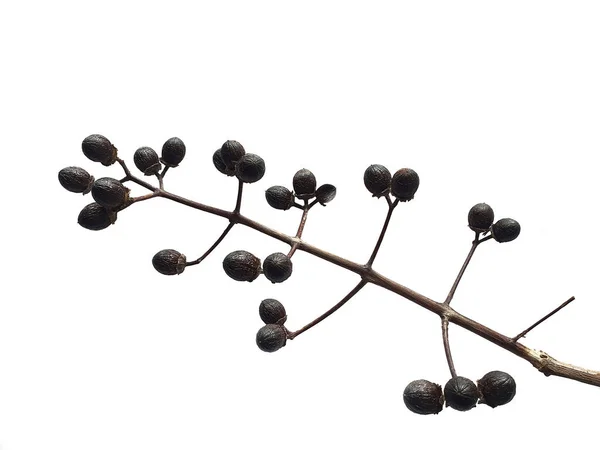 Branches Inflorescences Brown Plant White Background — Stock Photo, Image