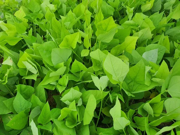 Planta Herbácea Fruto Largo Psophocarpus Tetragonolobus Puede Tomar Por Vía —  Fotos de Stock