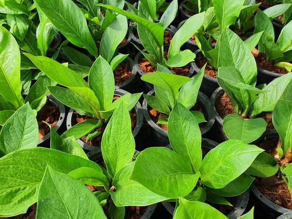 Anthurium jenmanii küme oluşturan bir bitkidir. Sivri uçlu tek, koyu yeşil yapraklar. Genellikle havayı arındırmak için kullanılan süs bitkisi olarak yetiştirilir..