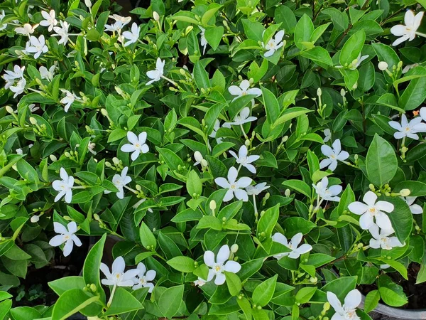 Wrightia Antidysenterica Arbusto Siempreverde Verde Oscuro Con Flores Blancas Puras — Foto de Stock