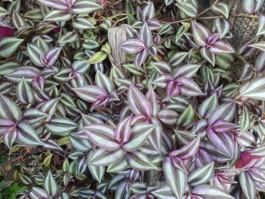 Tradescantia zebrina hort veya Zebrina pendula, yapraklar zebra çizgileridir. Güzel mor, değişken, mor, üst yaprak Meksika bitkisel ilaç olarak kullanılabilir..