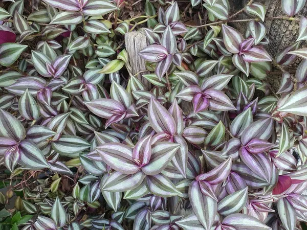 Tradescantia zebrina hort veya Zebrina pendula, yapraklar zebra çizgileridir. Güzel mor, değişken, mor, üst yaprak Meksika bitkisel ilaç olarak kullanılabilir..
