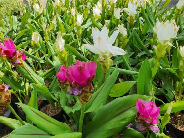Curcuma alismatifolia bitkinin yeraltında bir ritmi var. Yağmur mevsiminde filizlenecek. Süslü bitkiler olarak ekilmiş pembe, mor ve beyaz cilt bakımı var. Çiçekler yenilebilir..