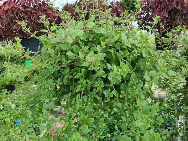 Pilea Depressa yeşil üniformalı sulu bir liana. Kökler ve saplar kırılgandır. Asılma ve hava temizliği kadar popüler..