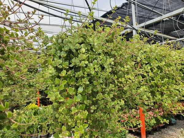 Pilea Depressa yeşil üniformalı sulu bir liana. Kökler ve saplar kırılgandır. Asılma ve hava temizliği kadar popüler..