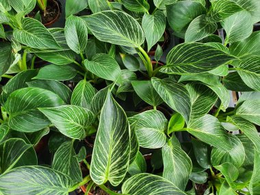 Philodendron Birkin ev ve bahçe bitkisi. Yeşil rengin güzel beyaz çizgileri var. Bahçeni süsle ve havayı temizle.