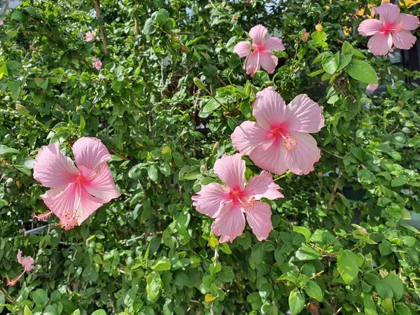 Hibiscus Rosa Sinensis Arbusto Medie Dimensioni Che Fiorisce Tutto Anno — Foto Stock