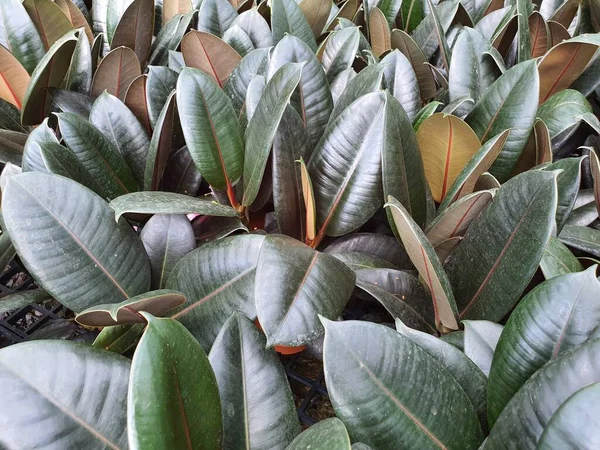 Ficus Elastica Árbol Grande Puede Cultivar Como Planta Ornamental Macetas —  Fotos de Stock