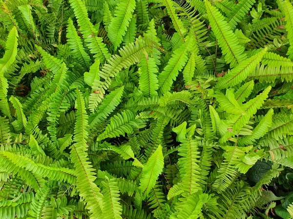 Nephrolepis Cordifolia Yapraklarının Altında Sporlar Bulunan Küçük Yeşil Yapraklı Bir — Stok fotoğraf