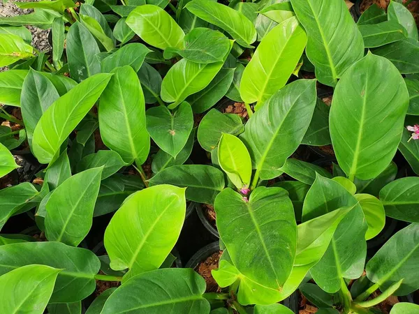 Philodendron Una Planta Herbácea Nativa América Del Sur Grandes Hojas —  Fotos de Stock