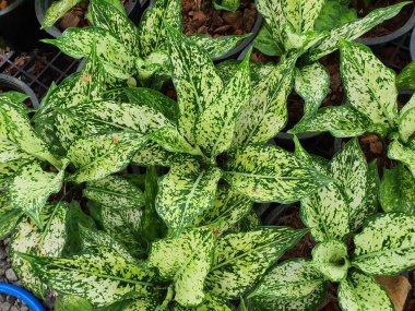 Aglaonema sp. Küçük ev süslemeleri. Tek yapraklı, yeşil, beyaz benekli, ucu kalbe benzeyen sivri uçlu. Genellikle bir saksı olarak yetiştirilir..
