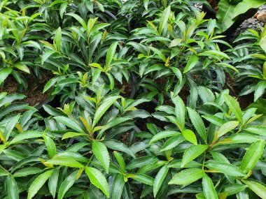 Ardisia Crenata, yağmur ormanlarında bulunan küçük bir çalı. Tek yapraklı, sivri uçlu, kalın, sivri uçlu. Tedavi edici özellikleri var. Kökler iştahı açar, yaraları iyileştirir ve deride kabarcıklar oluşur..