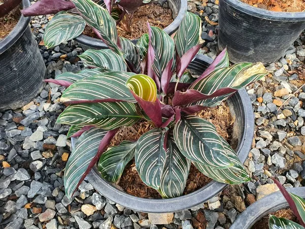 Calathea majestica bitkisel oval yapraklar ve beyaz ringa kemiği çizgileri. Uğurlu ağacın mutluluk getirdiğine inanılır. Refah, yaygın olarak bir bitki olarak yetiştirilir..