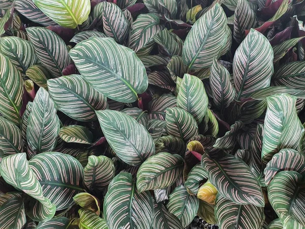 Calathea majestica bitkisel oval yapraklar ve beyaz ringa kemiği çizgileri. Uğurlu ağacın mutluluk getirdiğine inanılır. Refah, yaygın olarak bir bitki olarak yetiştirilir..