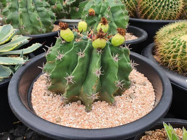 Ferocactus Peninsulae Cactus Suculento Tallos Ovalados Cilíndricos Tallos Verdes Con — Foto de Stock