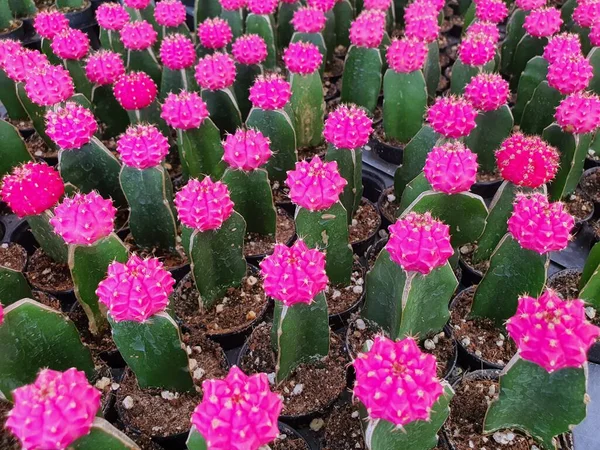 Gymnocalycium mihanovichii F. variegata çok renkli güzel bir kaktüstür. Krallığın etrafı dikenlerle çevrili. Genellikle süs bitkisi olarak yetiştirilir..