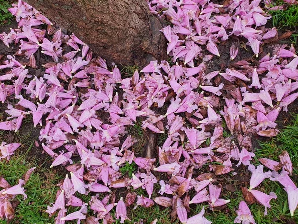 塔贝比亚玫瑰的粉红花朵落在草地上 — 图库照片