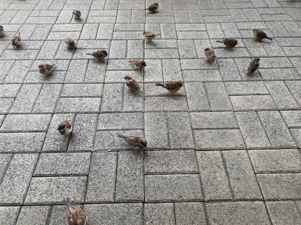 나비들 먹이를 지상으로 — 스톡 사진