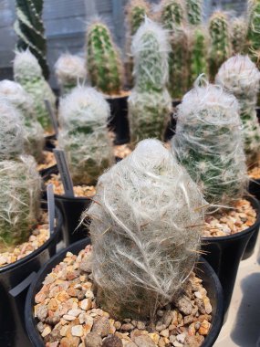 Sefalocereus senilis sulu bir kaktüs bitkisi, yeşil saplar dikmek kabarık, beyaz tüyler ile sapları kırmızı-kahverengi dikenler ile çevrili.