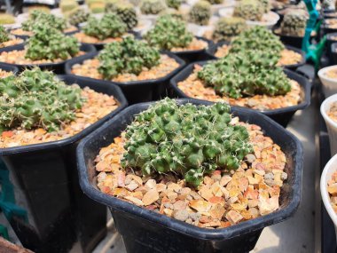 İncahuasi yeşili, yumuşak dikenli sulu kaktüs. Yeraltındaki rizomlarla çoğalıyor..