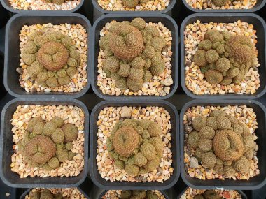 Rebutia Heliosa küçük sulu bir kaktüs. Yuvarlak, etli, yeşilimsi gri renk. Bagajında küçük dikenler var..