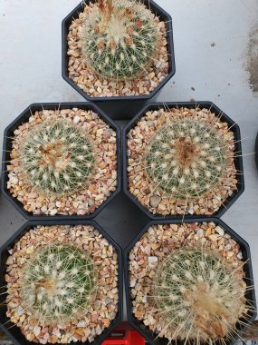Thelocactus Macdowellii kökü uzun dikenli sulu bir kaktüs..
