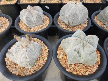 Astrophytum Myriostigma, yıldız şeklinde yeşil sapı veya dikensiz tacı olan sulu bir kaktüs..