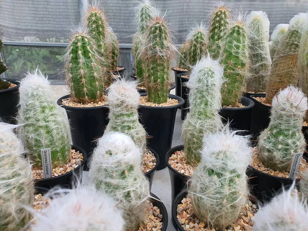 Cephalocereus Senilis Una Planta Cactus Suculenta Tallos Verdes Erectos Con — Foto de Stock