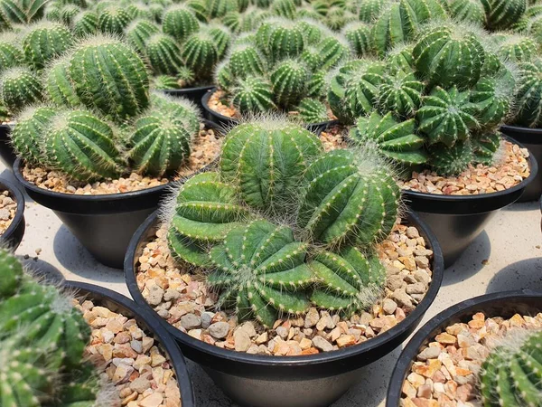 Parodia Magnifica Cactus Una Planta Suculenta Originaria Brasil Redonda Alta — Foto de Stock