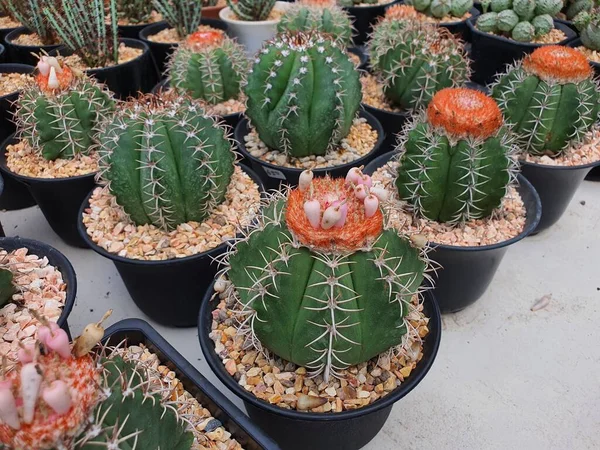 Melocactus Matanzanus Cactus Suculento Con Tallos Verdes Redondeados Con Filas — Foto de Stock
