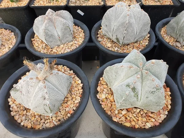 Astrophytum Myriostigma Суккулентный Кактус Звездообразным Зелёным Стеблем Короной Шипов — стоковое фото