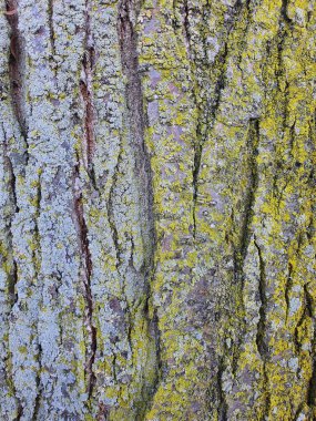 Yaşlı ağaçların kabuk yüzeyi farklı ahşap türlerine ve ağaç kabuğunun rengine göre çatlaklar ve oyuklar var..