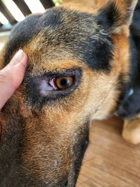 Köpek gözü iltihabı. Gözlerin beyazı kırmızı. Göz kolayca enfekte olur. Acılı ve kaşınan gözler, sulu gözler retinaya kanayabilir. Köpeğini veterinere götürmelisin..