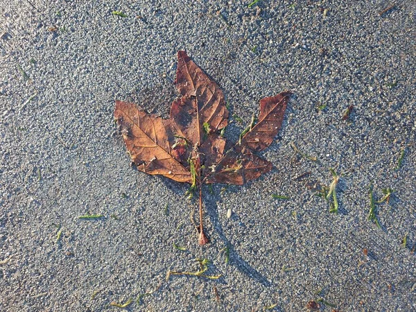 雨停后 干枯的褐色枫叶在水泥表面 — 图库照片