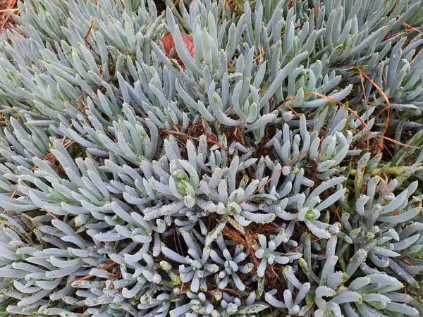 Curio Pişmandır Senecio Serpens Yeşil Sulu Yapraklı Gümüş Parmaklı Bir — Stok fotoğraf