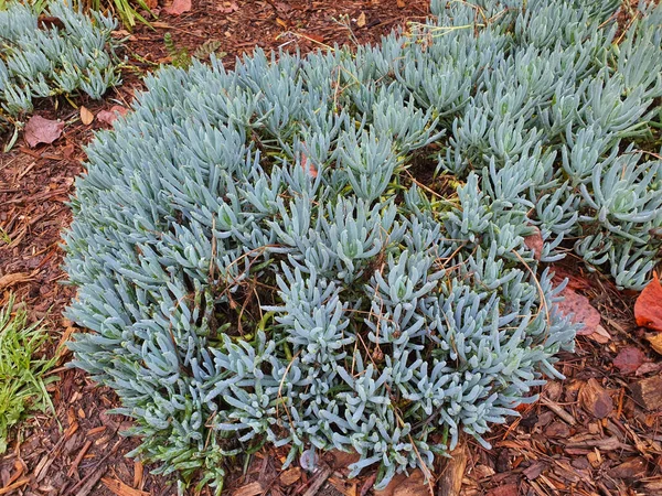 Curio Repens Senecio Serpens Een Struik Met Groene Sappige Bladeren — Stockfoto